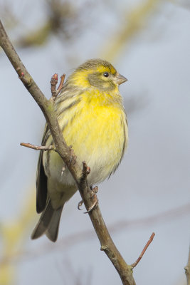 European Serin / Europese Kanarie