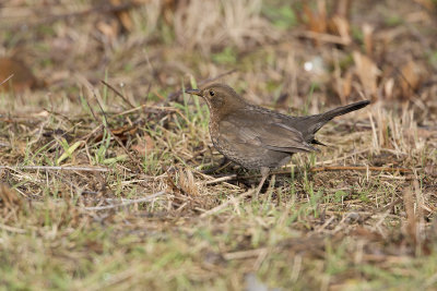 Common Blackbird / Merel