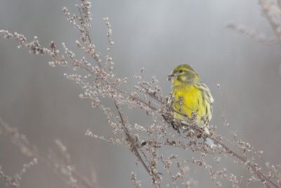 European Serin / Europese Kanarie