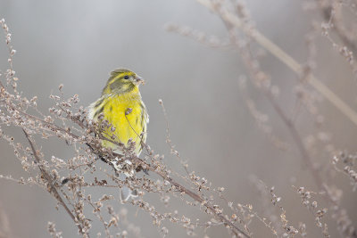 European Serin / Europese Kanarie