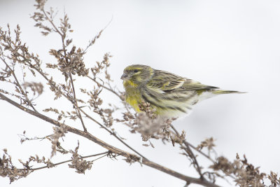 European Serin / Europese Kanarie