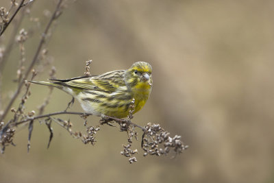 European Serin / Europese Kanarie