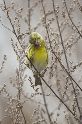 European Serin / Europese Kanarie