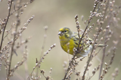 European Serin / Europese Kanarie