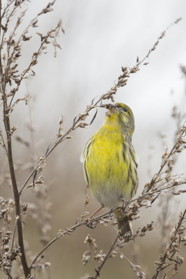 European Serin / Europese Kanarie