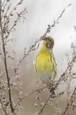 European Serin / Europese Kanarie