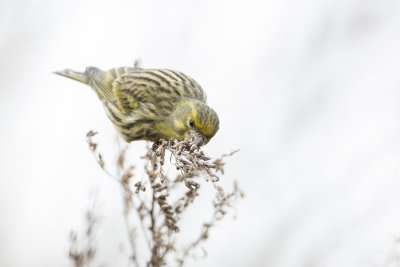 European Serin / Europese Kanarie