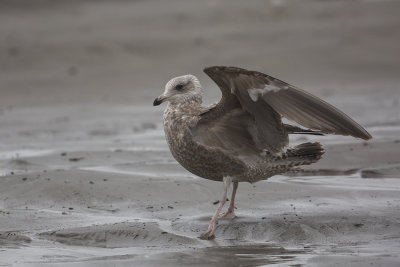 American Herring Gull / Amerikaanse Zilvermeeuw