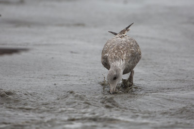 American Herring Gull / Amerikaanse Zilvermeeuw