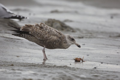 American Herring Gull / Amerikaanse Zilvermeeuw