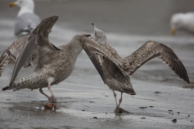 American Herring Gull / Amerikaanse Zilvermeeuw