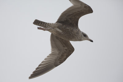 American Herring Gull / Amerikaanse Zilvermeeuw