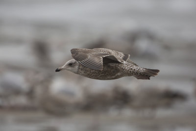 American Herring Gull / Amerikaanse Zilvermeeuw