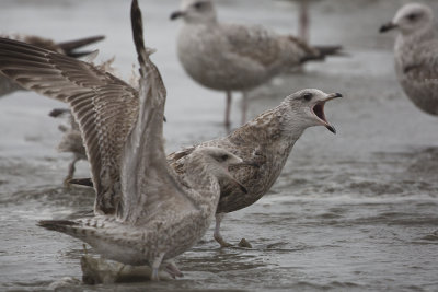 American Herring Gull / Amerikaanse Zilvermeeuw