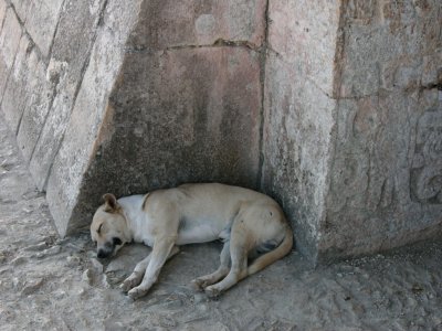 chichen-el castillo, sleeping perro.