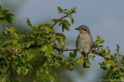 Neuntter ♀ (Lanius collurio)