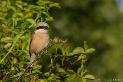 Neuntter ♂ (Lanius collurio)