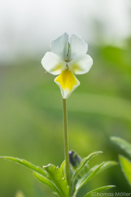 Acker-Stiefmtterchen (Viola arvensis)