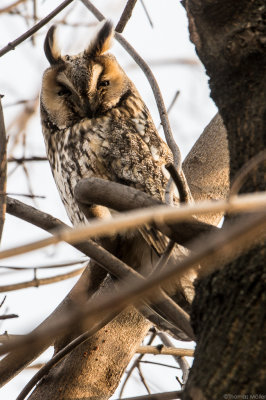 Waldohreule (Asio otus)