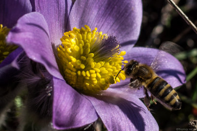  Gewhnliche Kuhschelle (Pulsatilla vulgaris)