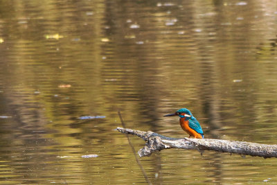 Eisvogel (Alcedo atthis)