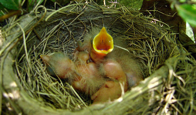 Robins-Two Days Old