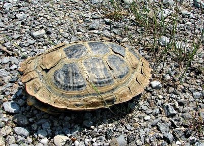 Red Ear Slider?