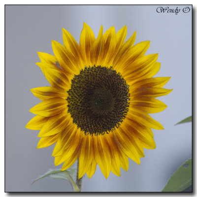 Sunflowers, Summer 2013