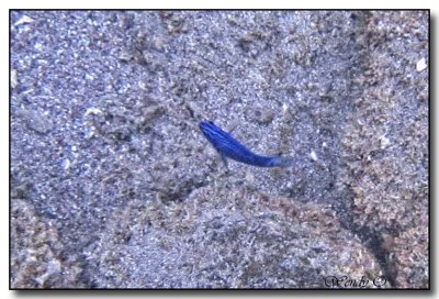 Blue Damsel Fish