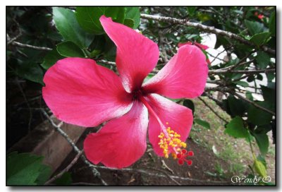 Hibiscus