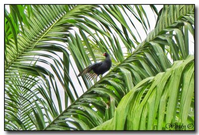 Bird with Palms