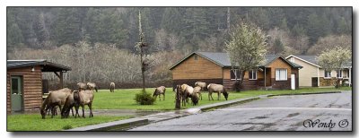 Invasion of Elk