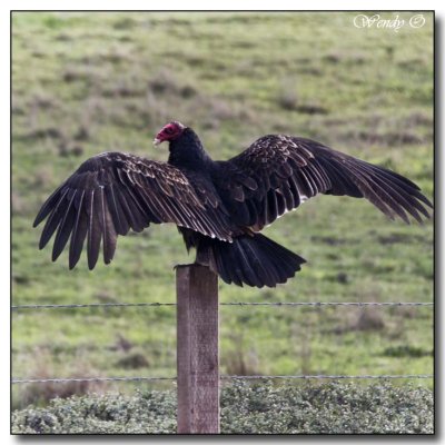 Turkey Vulture