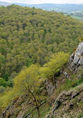 3026 Fingle Gorge - 1.jpg