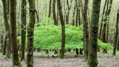 3031 Teign Valley beech bush-2.jpg