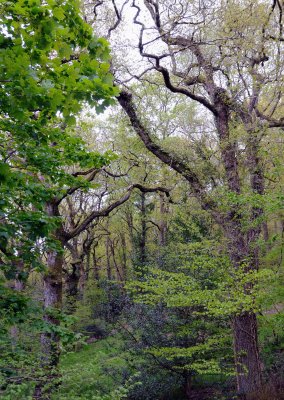2914 Gnarly trees in Fingles Valley - 1.jpg
