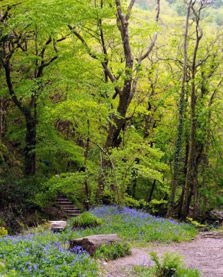 2916 Bluebells in Fingles Valley - 2.jpg