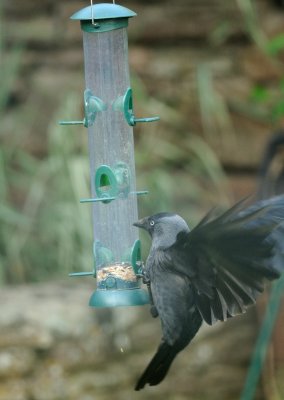 3953 Crow on feeder 1.jpg