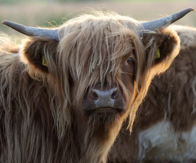 Oi! Get your hair cut!