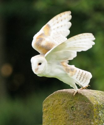 4864 Barn Owl takeoff.jpg