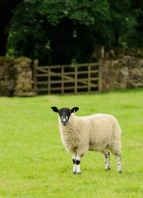 5147 Proud Hawes sheep.jpg