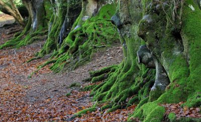 6196 Mossy Trunk buttresses.jpg