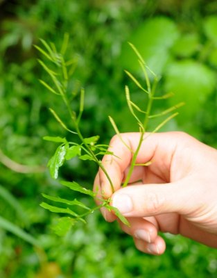 Hairy Bitter Cress DSC_6463.jpg