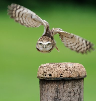 Little Owl_6589.jpg
