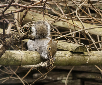 Mr Squirrel - 1 DSC_8712.jpg