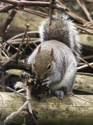 Mr Squirrel - 2 DSC_8704.jpg