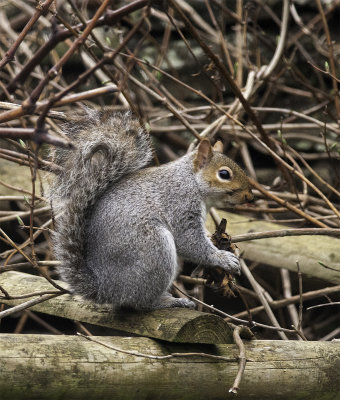 Mr Squirrel - 4 DSC_8714.jpg