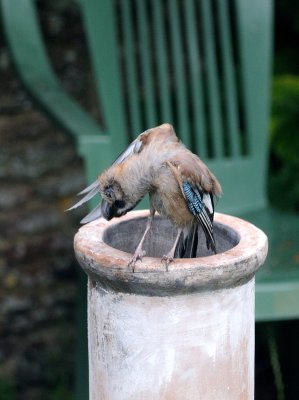 Ragged Jay - Armpit 9306.jpg