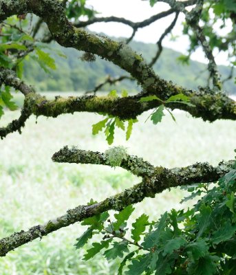 Fuzzy branch DSC_9532.jpg