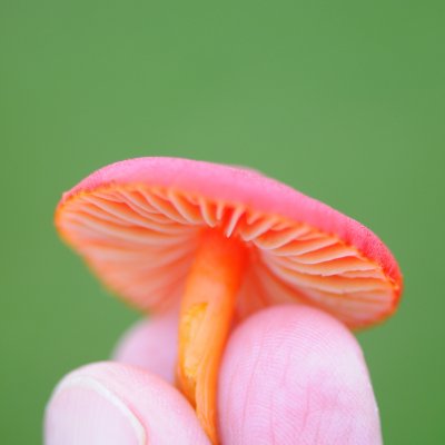 Scarlett Waxcap Fuzzy DSC_0800.jpg